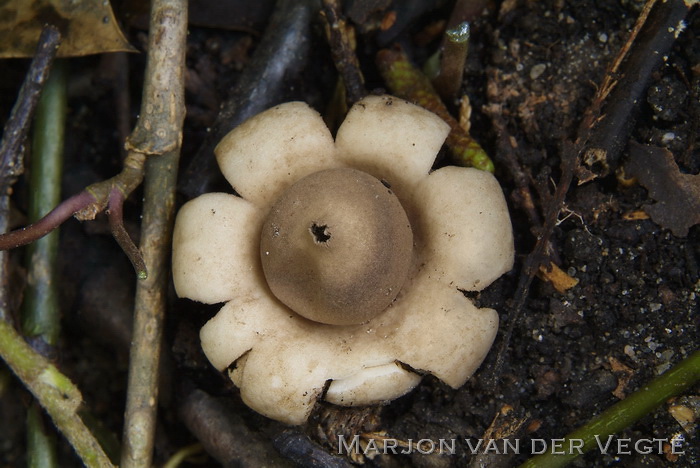 Gewimperde aardster - Geastrum fimbriatum